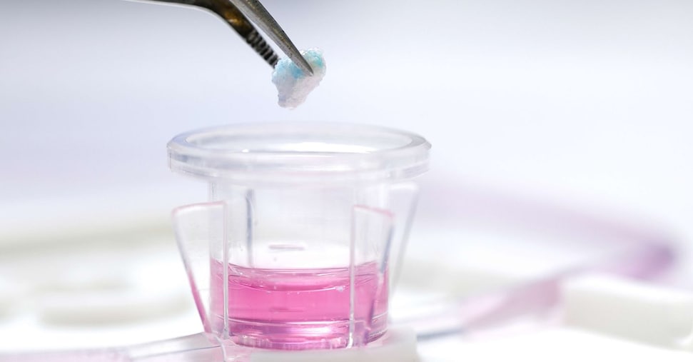 Via all’associazione Iams per la ricerca biomedica in Ue senza l’uso di animali