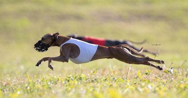 Prova di coursing di Piccoli levrieri italiani