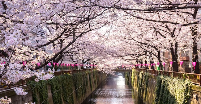Il canale Meguro a Tokyo, in Giappone, costeggiato da ciliegi in fiore. (Getty Images/iStockphoto)