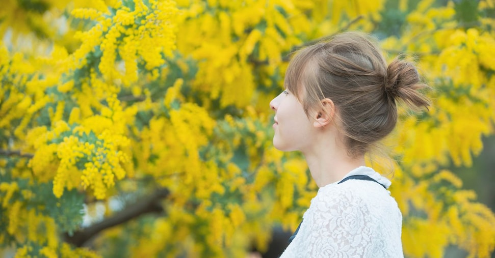 Da 80 anni la mimosa è il fiore simbolo della giornata della donna