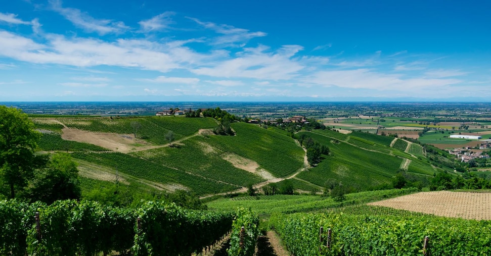 Ex Terre d’Oltrepò e Collis Wine: l’intesa per salvare le uve prodotte rischia di saltare