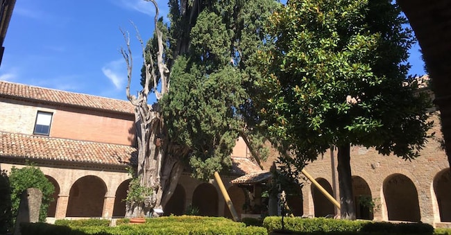 Cipresso di San Francesco, Convento di Santa Croce di Villa Verucchio