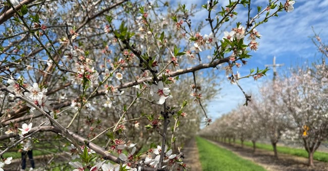 Mandorleti in fiore in California, il maggior produttore al mondo di mandorle