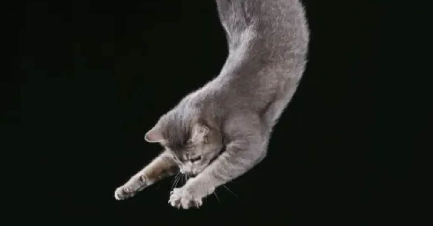Perché i gatti cadono sempre sulle zampe? Saperlo serve anche per astronauti e robot