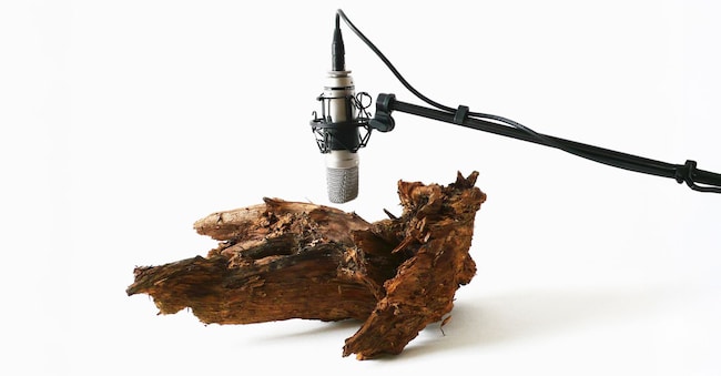 “25 woodworms, wood, microphone, sound system” (2009), di Zimoun.