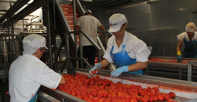 Industria alimentare, produzione di pomodoro, polpa e passata. (Imagoeconomica)