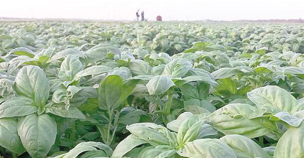 Basilico, crescita record delle coltivazioni (anche in campo aperto) con il successo mondiale del pesto