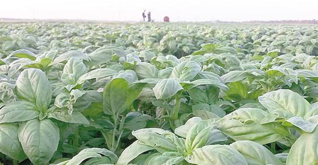Coltivazioni di basilico in campo aperto