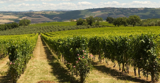 The vineyards of Montalcino in Tuscany. High quality photo Stefano - stock.adobe.com