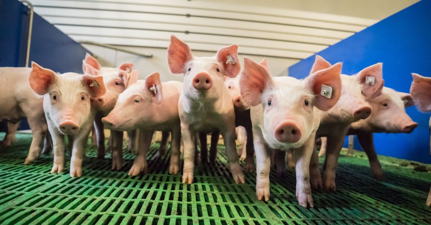 https://i2.res.24o.it/images2010/S24/Documenti/2026/03/25/Immagini/Ritagli/suini-U67875682175mcE-1440x752@IlSole24Ore-Web.jpeg