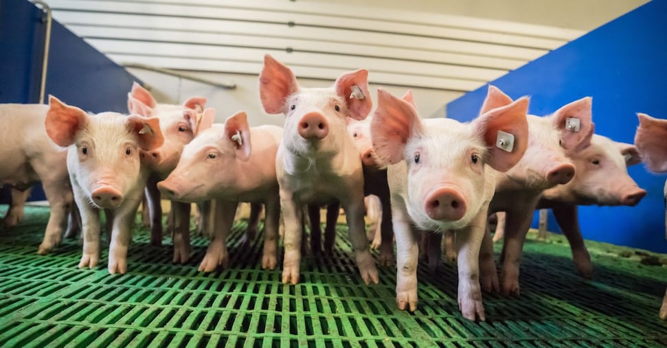 Peste suina, la Ue revoca le misure di sicurezza in molti allevamenti: ecco dove