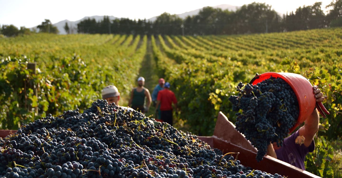 Per Vinext ricavi e valore della produzione in crescita