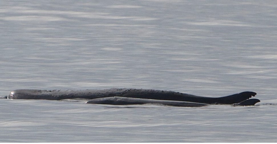 Scoperto un capodoglio pigmeo nel Mediterraneo grazie al Dna ambientale