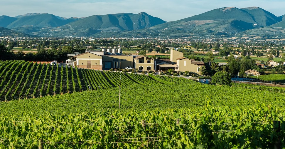 Vino, Angelini Wine & Estates verso l’acquisto della cantina umbra Arnaldo Caprai Vino, Angelini Wine & Estates verso l’acquisto della cantina umbra Arnaldo Caprai