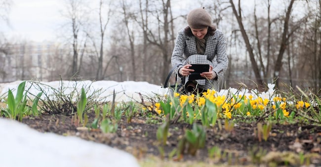 Una donna scatta una foto ai primi fiori sbocciati in un parco in una giornata primaverile a Mosca, in Russia, il 1° aprile 2026.  EPA/MAXIM SHIPENKOV EPA