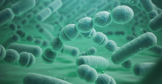 Various bacteria cells in microscope. Streptococcus pneumonia, pneumococcus, enterobacteriaceas, escherichia coli, salmonella, klebsiella and others. 3d illustration Maksym Yemelyanov - stock.adobe.com