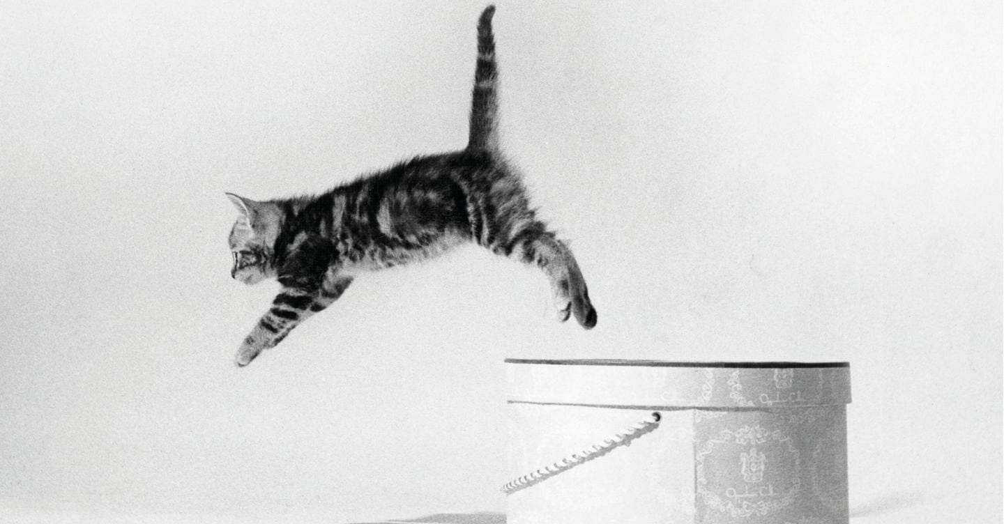 Catwalk, a passi di gatto: il protagonista più amato da stilisti e creativi
