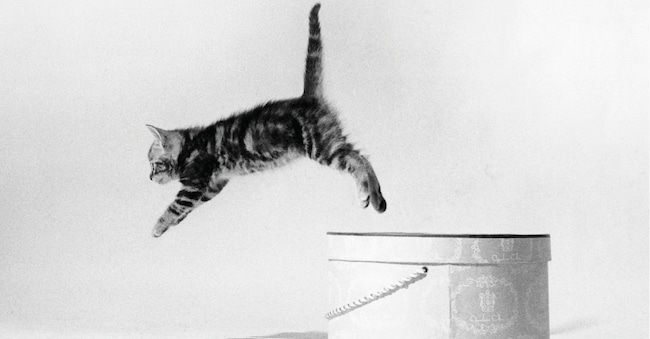 Le immagini dei gatti in bianco e nero di questo servizio sono tratte da “Family Cats from the Archive 1949-1962”, con foto inedite di Walter Chandoha. Per ognuna, c’è solo il luogo e l’anno in cui è stata scattata. “New York” (1951). (©2026 WALTER CHANDOHA ARCHIVE COURTESY DI E PUBBLICATO DA DAMIANI)