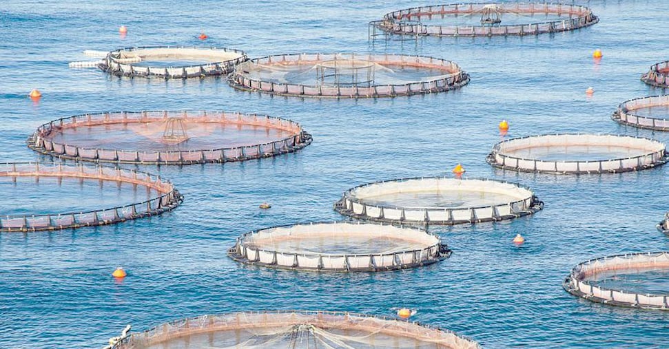 Acquacoltura in mare aperto, Italia fanalino di coda in Europa