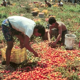 20060906 - ROMA - ECO - LAVORO: DAMIANO, ISPEZIONI TURISMO E AGRICOLTURA, 4.000 IN NERO. Una immagine di archivio, datata 14 giugno 2006, di un momento della raccolta dei pomodori nelle campagne campane. Tra giugno e agosto gli ispettori del ministero del Lavoro, insieme a quelli degli enti previdenziali  e alle forze dell'ordine, hanno controllato oltre 2.600 aziende nei settori turistico e agricolo scovando oltre 4.000 lavoratori irregolari sugli oltre 14.000 interessati alle ispezioni. E' quanto risulta dalle due operazioni appena concluse in due settori particolarmente a rischio irregolarita' nella stagione estiva illustrate oggi dal ministro del Lavoro Cesare Damiano. CIRO FUSCO/ARCHIVIO - ANSA - KRZ ANSA