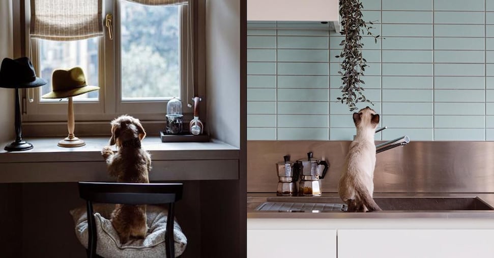 Pet economy: non solo food, anche polizze e cure fanno da traino