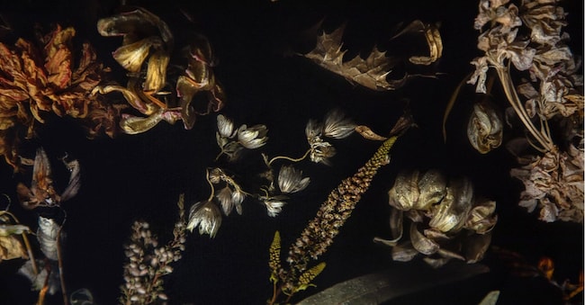 Forum Florum: Herbarium of the Present, l’installazione di Marcin Rusak Studio che comprende Plant Pulses, installazione immersiva creata in collaborazione con Perrier-Jouët.