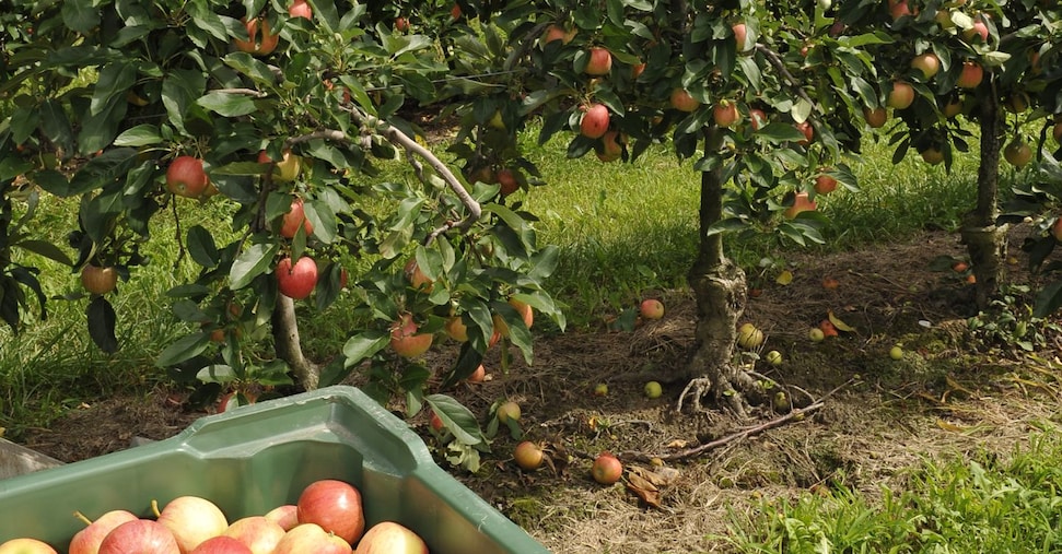 Al via Macfrut, l’ortofrutta punta sull’export ma la guerra costa (per ora) 200 milioni