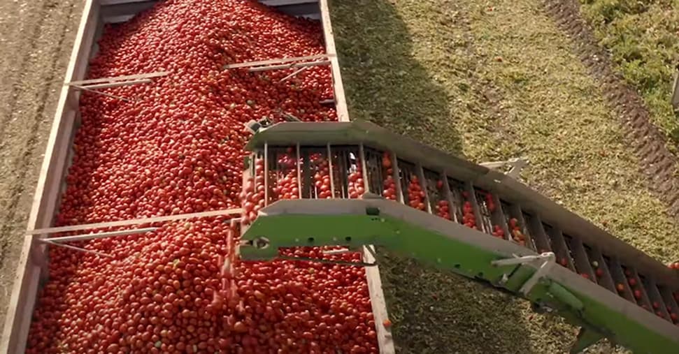 Al via la campagna del pomodoro, Mutti assume 1.300 stagionali