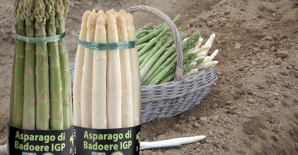 Asparagi, primato veneto e produzione in ripresa