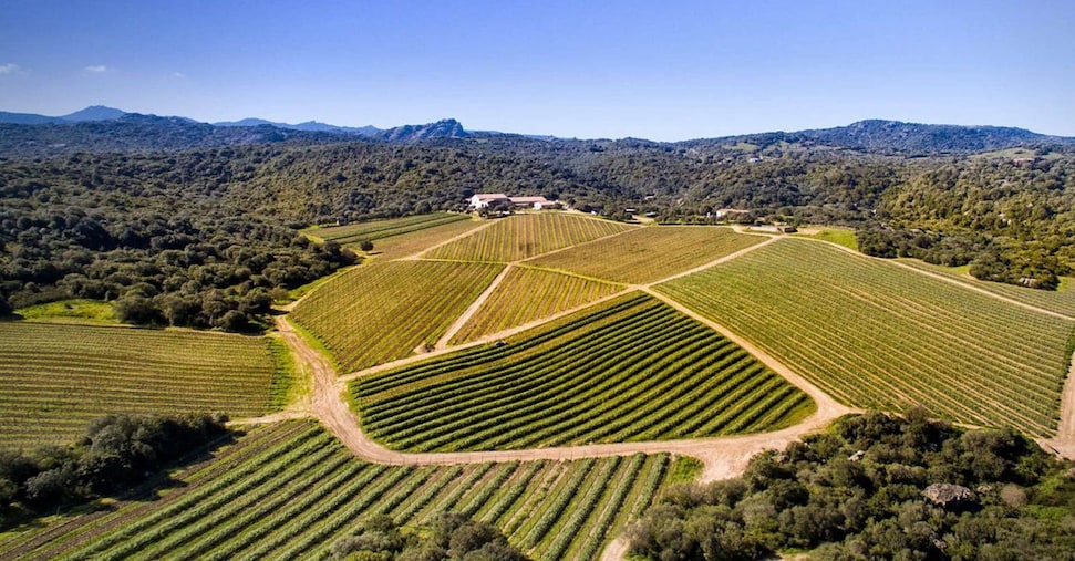 Viticoltura, una guida dell’Enea per migliorare sostenibilità e produttività