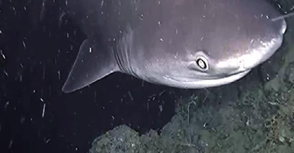 Squali capopiatto nel golfo di Napoli: lunghi fino a 5 metri ma non pericolosi per l’uomo