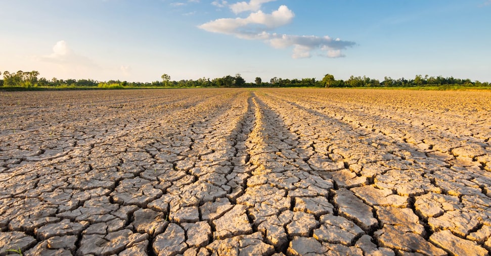 Allarme Fao sul caldo estremo nei campi. Ma in Italia boom di avocado e mango in Sicilia e uliveti in Veneto e Trentino