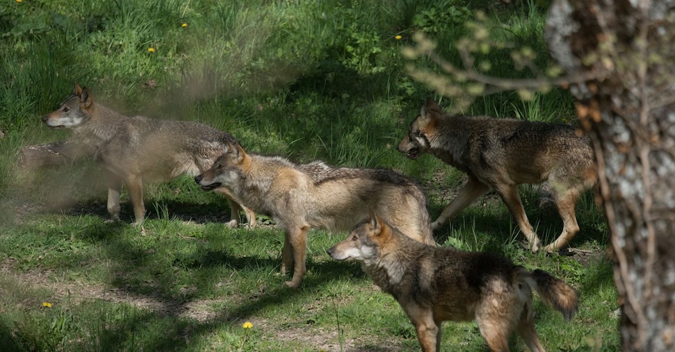 Lupi uccisi, mobilitate associazioni e istituzioni
