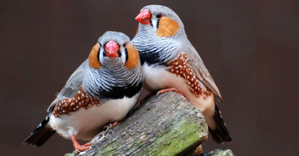 Alzheimer, i neuroni del diamante mandarino svelano come aiutare il cervello