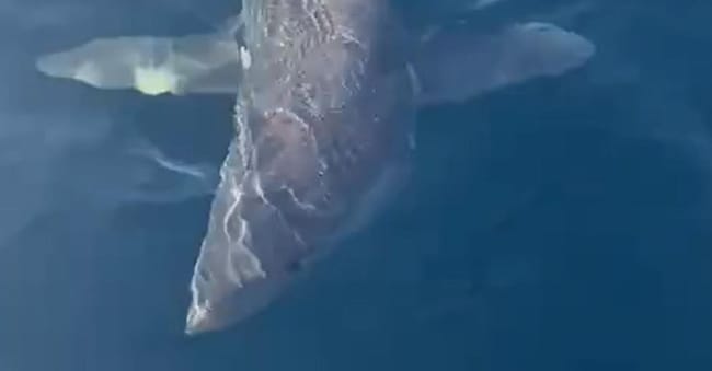 Un esemplare adulto di squalo mako, con una vistosa ferita, urta un'imbarcazione da diporto impegnata in una battuta di pesca a Gallipoli, 26 aprile 2026. FACEBOOK/Giuseppe Zacà  ANSA