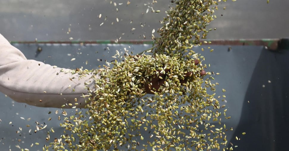 Ucraina accusa Israele di import di grano rubato dai territori occupati russi