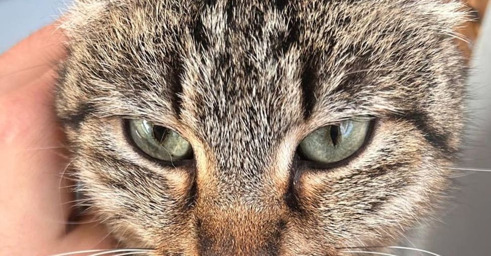 Via libera del Parlamento Ue a microchip obbligatori per cani e gatti: ecco le novità