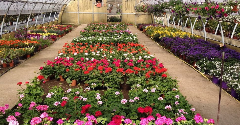 Il Governo studia una legge quadro per il florovivaismo italiano