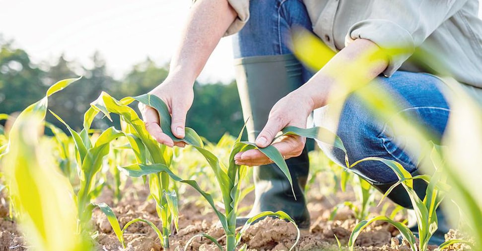 Contro le patologie e i parassiti più biocontrollo e meno chimica