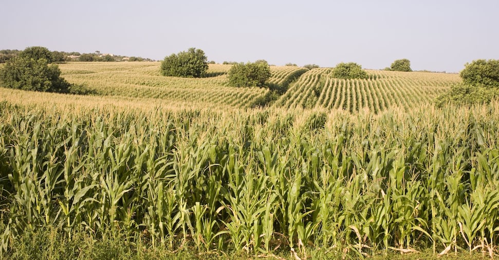 Società Italiana Sementi (BF) acquisisce ramo d’azienda di Syngenta specializzato in semi di mais