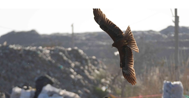 foto simbolica di un rapace in discarica, aprile 2026. (AP Photo/Channi Anand) APN