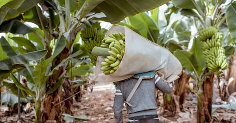 Lavoratori che caricano sul camion caschi di banane tagliati e avvolti in pellicola protettiva, durante la raccolta nella piantagione (Adobe Stock)