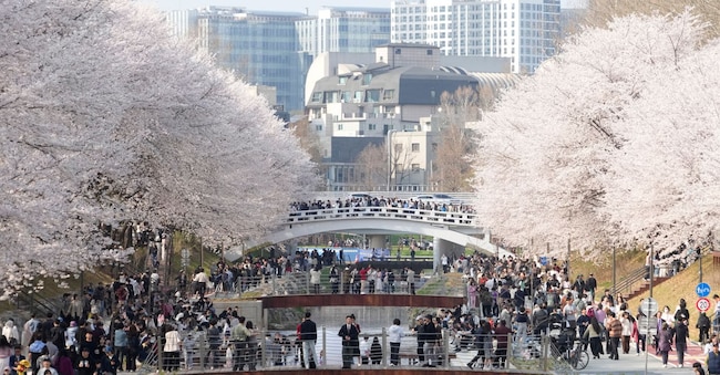 La gente passeggia sotto i ciliegi in piena fioritura in un parco di Seul, in Corea del Sud.  (AP Photo/Ahn Young-joon)