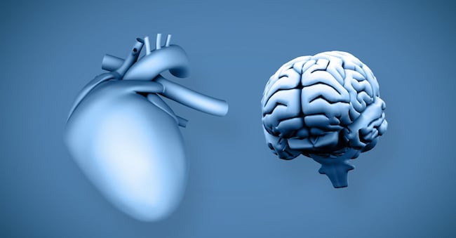 D1AHNE Heart and brain Alamy Stock Photo