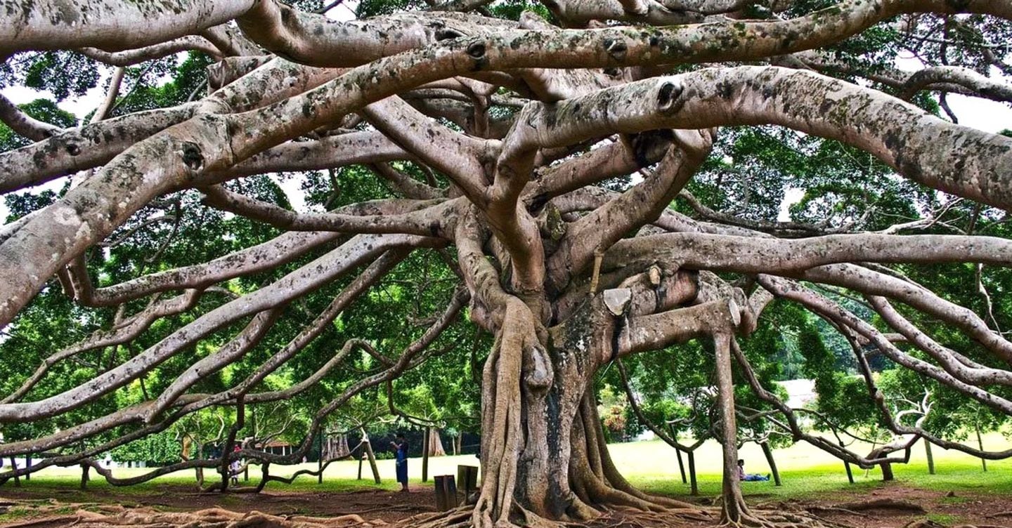 Spirituality, nature and history in Asia's most beautiful gardens