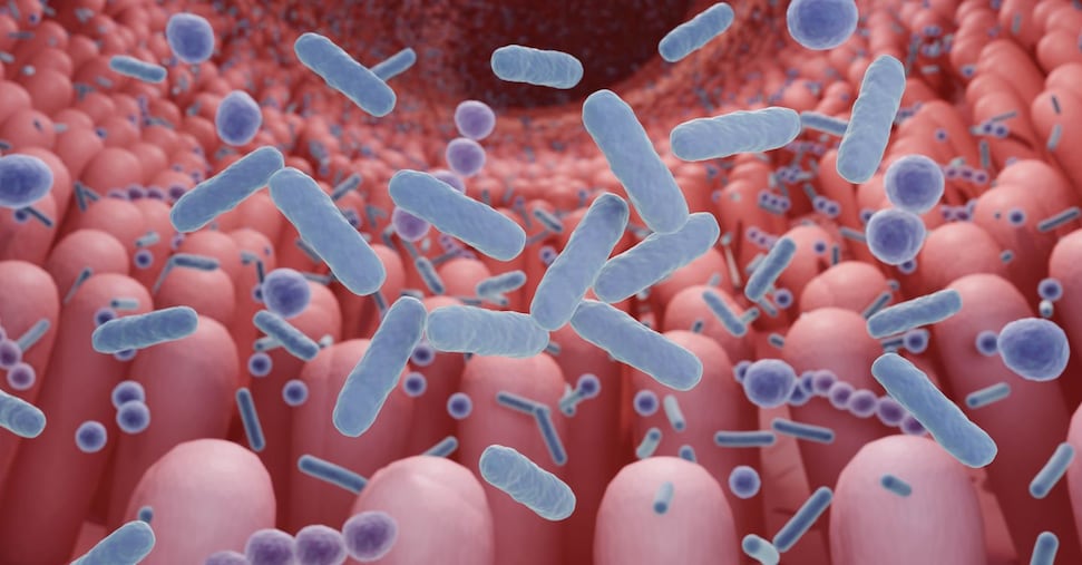 Malattie infiammatorie intestinali:  ecco il test sul rischio malnutrizione