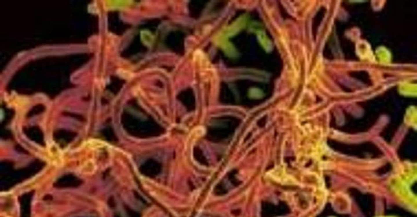Epidemia di Ebola da virus Bundibugyo, ecco cosa sapere: dai rischi al contagio