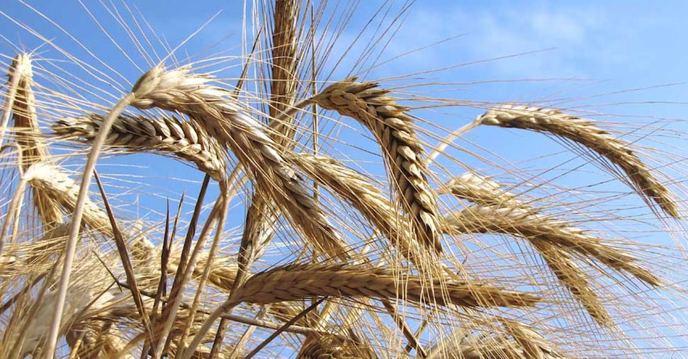 Grano duro, cresce la produzione ma pesa l’aumento dei costi