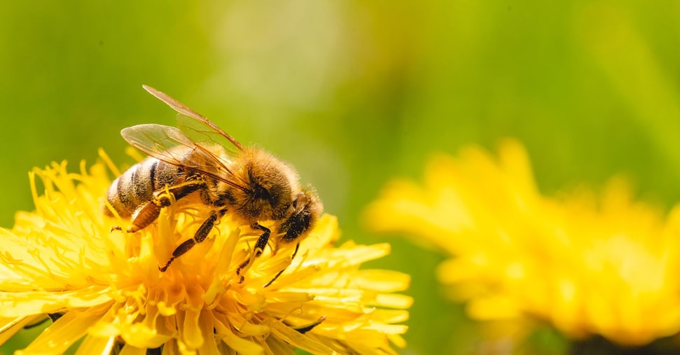 Giornata delle api, dall’impollinazione 2 miliardi di valore aggiunto nell’agroalimentare