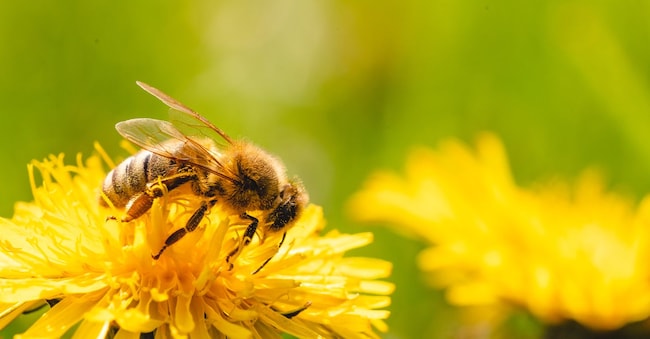  Adobe Stock